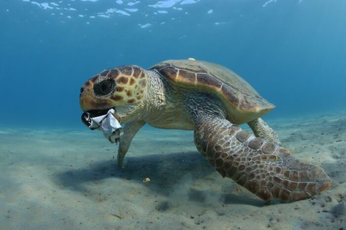 ladispoli Giornata Mondiale degli Oceani pulizia spiaggia