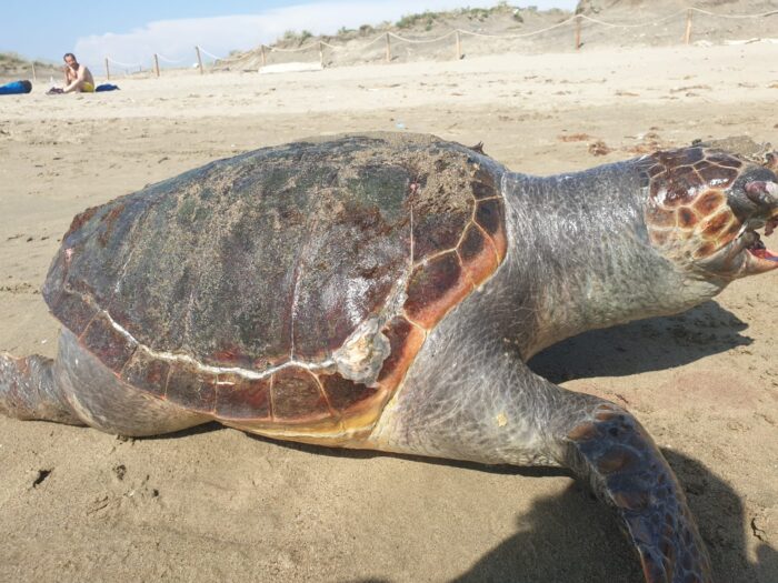 Focene, tartaruga morta di circa mezzo metro: l'animale è stato trovato con della plastica in bocca