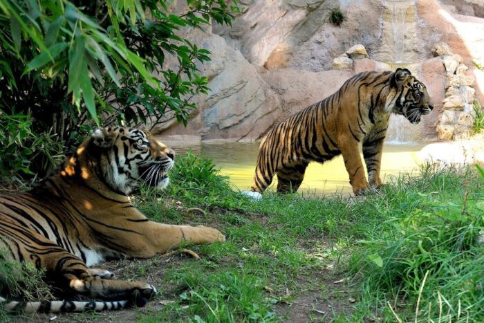 Domenica 28 luglio 'Insieme per salvare le tigri' al Bioparco di Roma