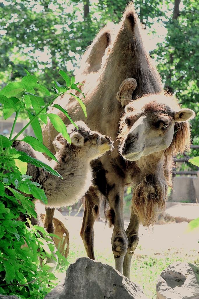 Al Bioparco di Roma è nata Prisca, cammello della Battriana (FOTO)