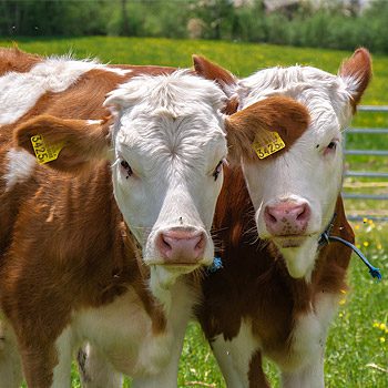 Il ministro rinnova il Comitato per la nutrizione e la sanità animale
