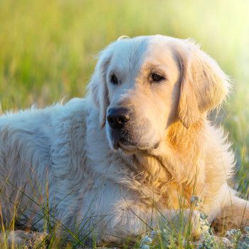 Aggressioni e bocconi avvelenati ai cani: proroga dell’Ordinanza per la tutela della loro incolumità pubblica