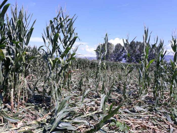 Anagni, campo di mais devastato dai cinghiali. Decine di migliaia di euro di danni