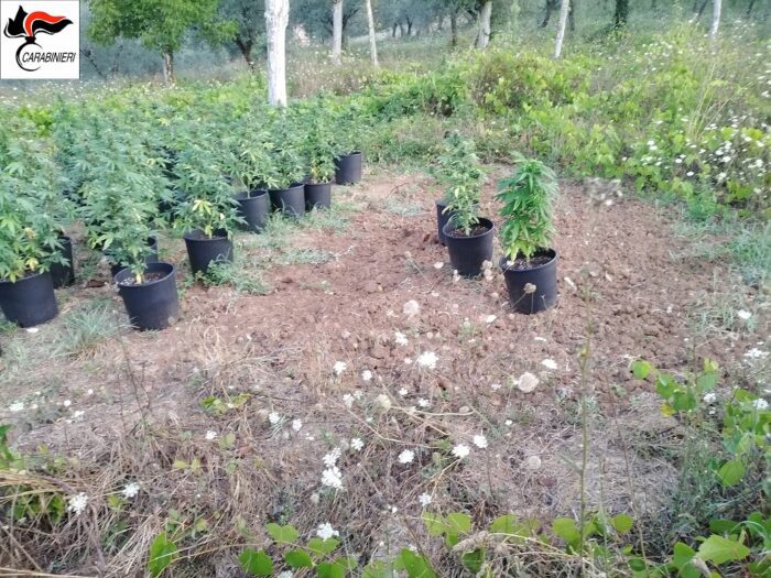 Castelliri, coltivavano marijuana in un terreno abbandonato: 2 arresti