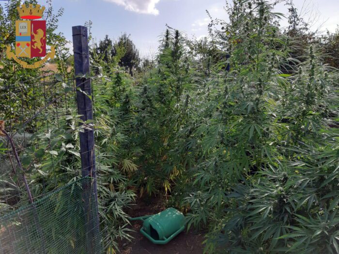 case rosse coltiva piante marijuana