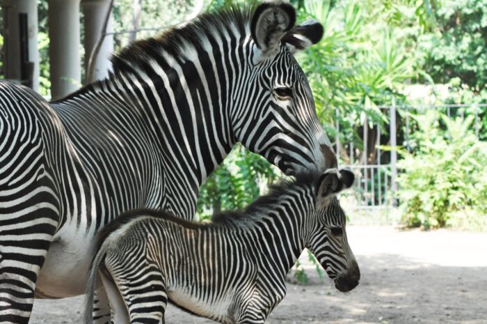 bioparco roma zebra reale