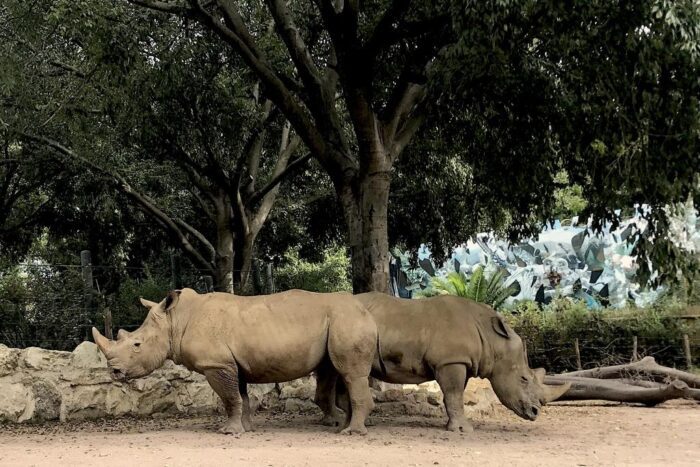 Il Bioparco di Roma ha accolto due splendidi rinoceronti bianchi: Thomas e Kibo