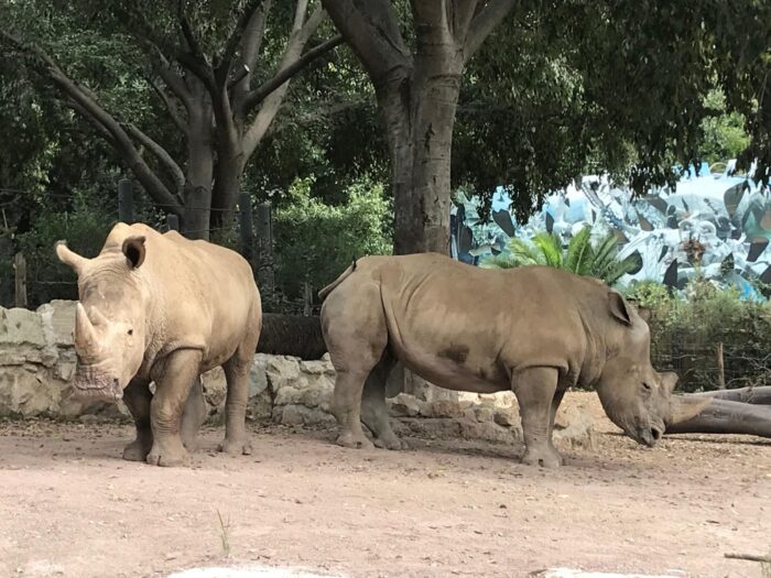 bioparco roma rinoceronti