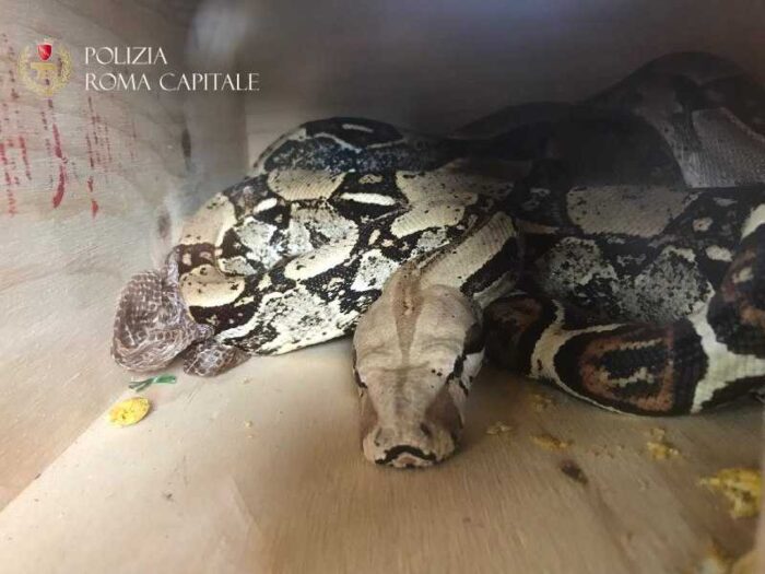 Casal Bernocchi, Boa Constrictor di 2 metri in un palazzo: recuperato dalla Polizia Locale e dalla ASL