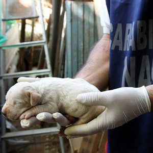 Roma, chiuso ambulatorio veterinario per evidenti carenze igienico sanitarie