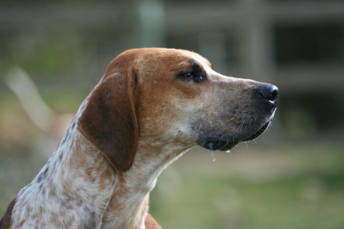 anagni cani randagi Contrada Castagnola Santa Croce