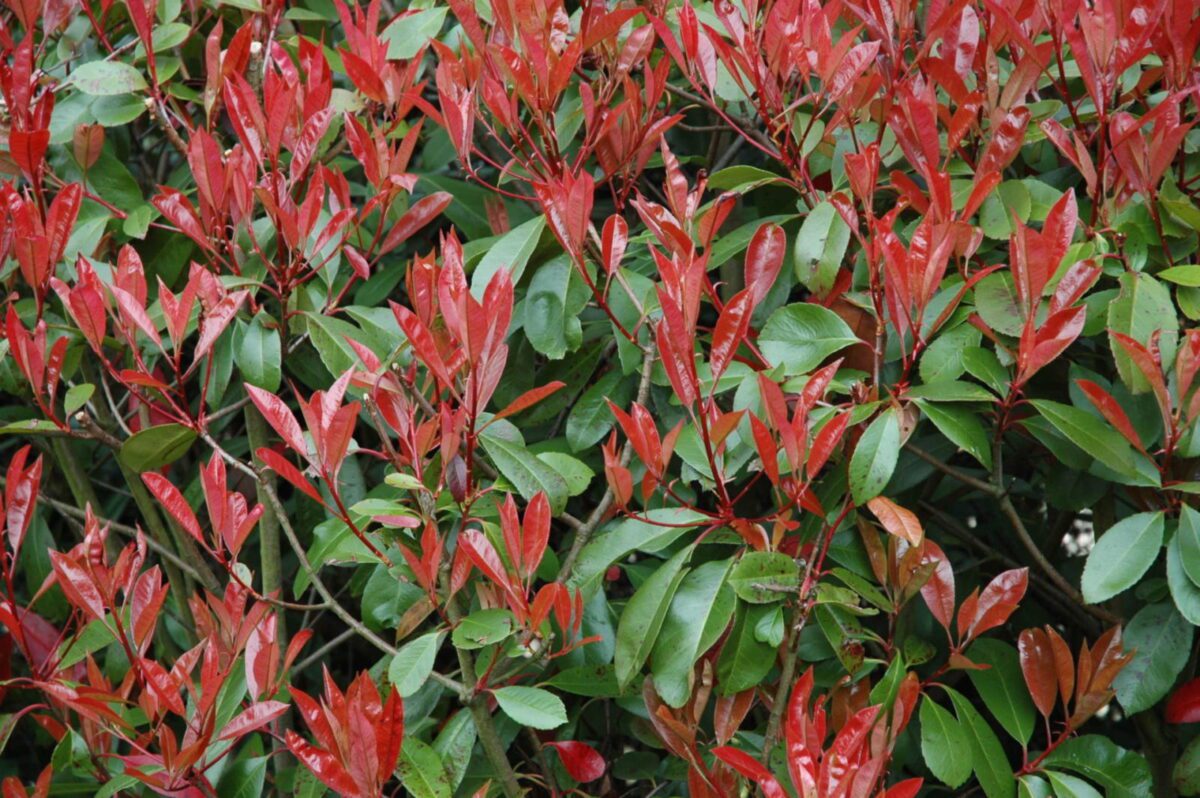 Colleferro, il Movimento Rifiutiamoli metterà 100 piante di Photinia - Casilina News - Le notizie delle province di Roma e Frosinone