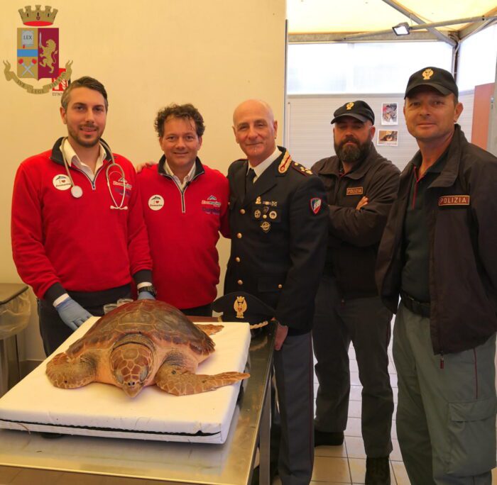 nettuno liberata tartaruga caretta caretta