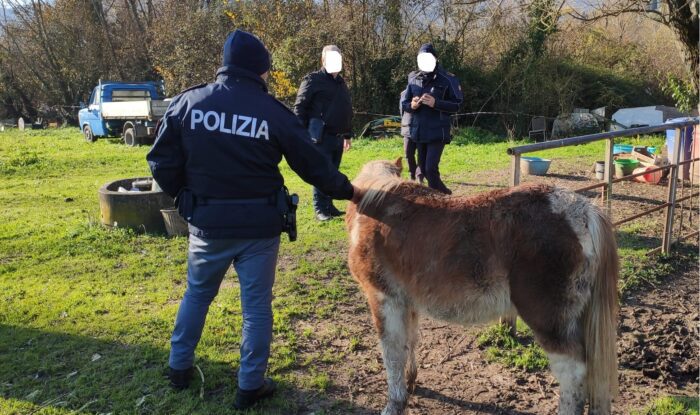 Cassino, pony e cani salvati da maltrattamenti: responsabili nei guai anche per abuso edilizio e realizzazione discarica abusiva di rifiuti speciali