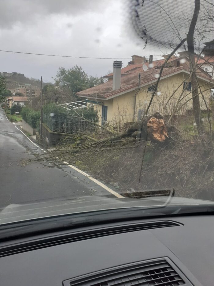 colleferro albero cade via dei larici oggi 22 dicembre 2019