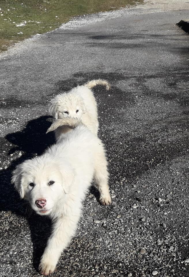 Piglio cuccioli cane affogati