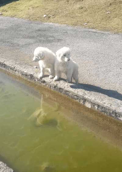 Piglio, i cuccioli di cane sono accidentalmente affogati e non sono stati uccisi