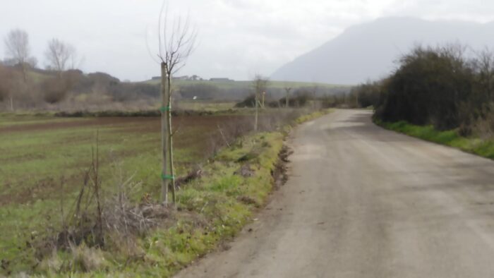 paliano alberi antismog amasona