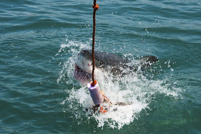 Studio della Sapienza rivela la distribuzione dello squalo bianco nel Mar Mediterraneo: il predatore è a rischio estinzione