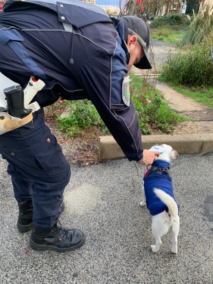 Pomezia microchip cani controlli polizia locale contrasto randagismo
