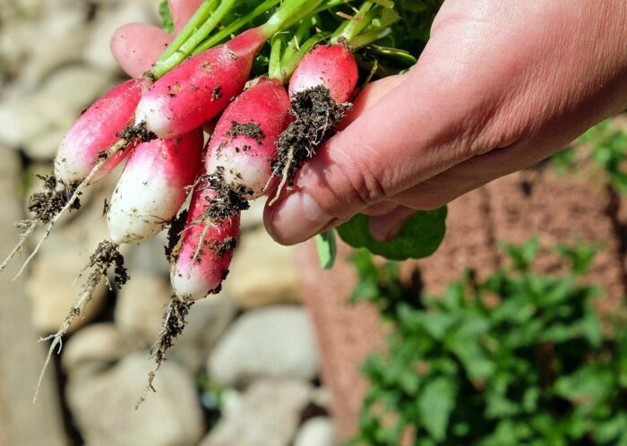 orto biologico come fare per contrastare parassiti e insetti