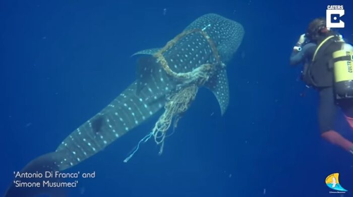 Maldive, coraggiosi "angeli" sub italiani salvano uno squalo balena impigliato nella rete dei pescatori (VIDEO)