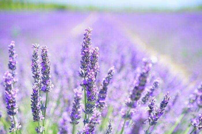 potatura lavanda consigli utili