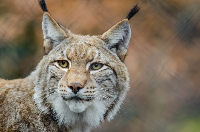 lince cuccioli video