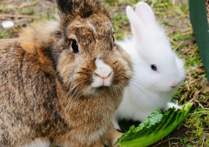 Roma, Rabbit Day: la giornata dedicata a conigli, roditori e altri animali. Per una corretta informazione e convivenza