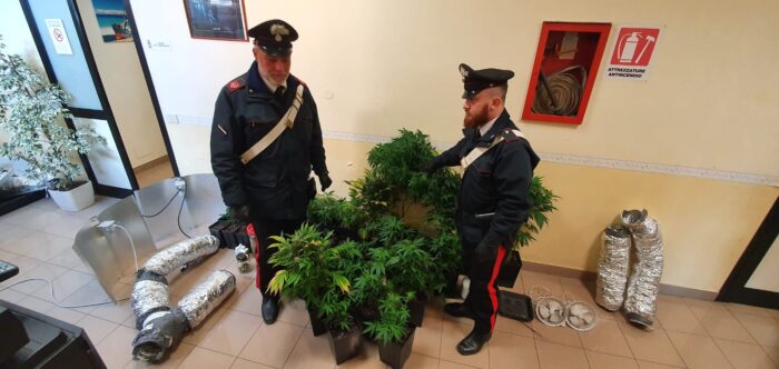 Torvajanica e Tor de’ Cenci, coltivazione di marijuana ai fini di spaccio: quattro persone nei guai