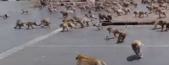 Coronavirus, il video virale di centinaia di scimmie selvagge affamate che combattono per un singolo pezzo di cibo in Thailandia