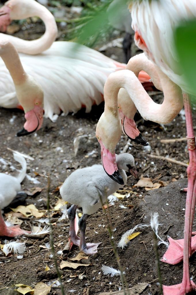 Roma Bioparco nato fenicottero rosa