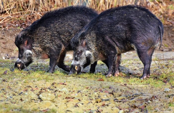 Donna attaccata da tre cinghiali: paura a Isola del Liri