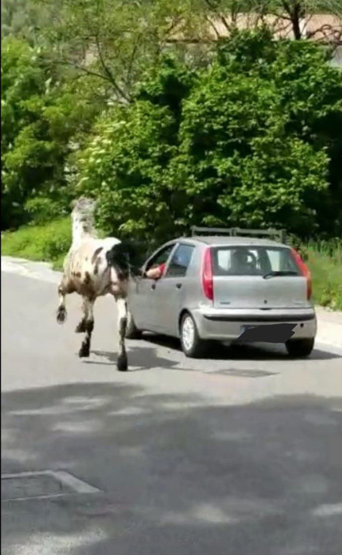 Sora, cavallo trascinato con l'auto in via Pontrinio: conducente denunciato per maltrattamento d'animali