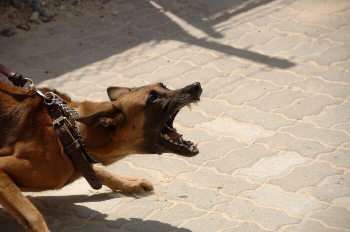 La Cassazione. Cane libero senza guinzaglio e museruola? Risponde di lesioni colpose il proprietario del cane aggressivo lasciato senza precauzioni