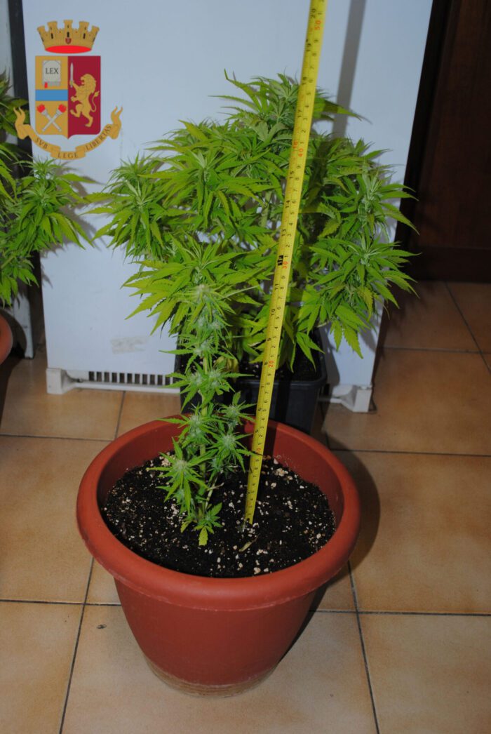 Acilia, marijuana nel terrazzo condominiale: nei guai 54enne che lo utilizzava a tal fine