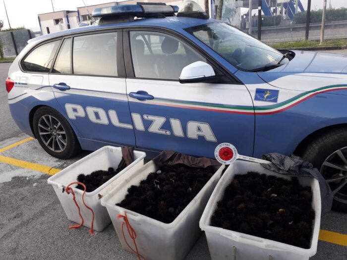 Cassino Polizia stradale sequestro ricci di mare
