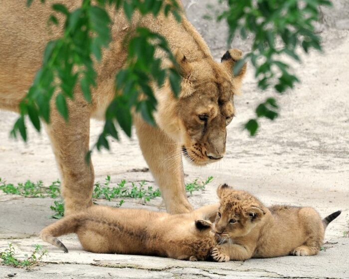 bioparco roma leoni asiatici