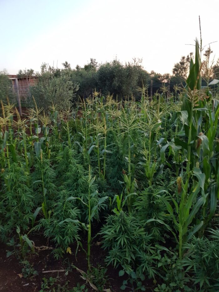 lanuvio piante marijuana coltivazione gianturco
