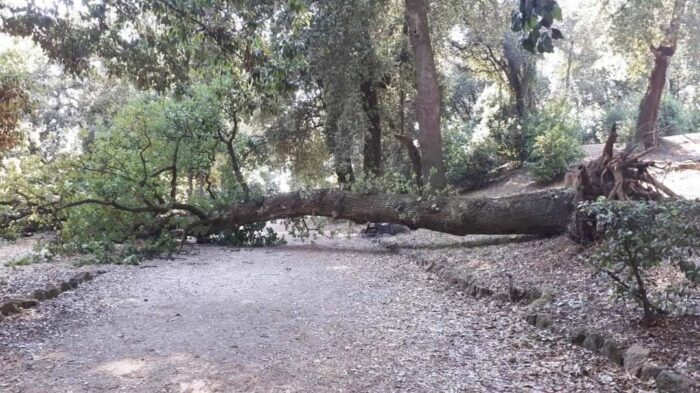 Albano Laziale, albero caduto a Villa Doria
