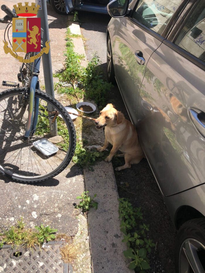 Roma, cagnolina abbandonata: ritrovata legata al palo della luce sotto il sole cocente