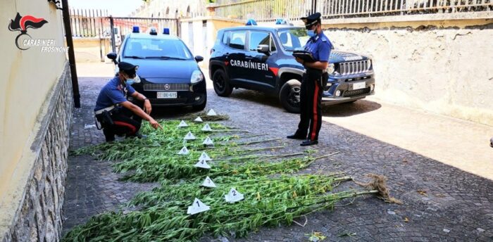 Roccasecca, nei guai 50enne del luogo: dedito alla coltivazione di marijuana