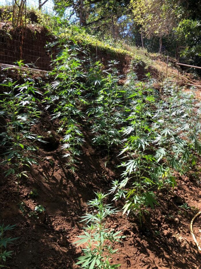 Ardea, scoperta piantagione di marijuana nelle campagna: sequestrati ben 360 kg. di droga e 6000 euro in contanti