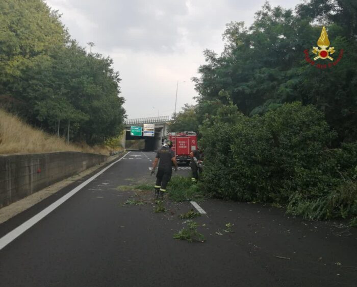 GRA, albero caduto allo svincolo Cassia Bis: vigili del fuoco a lavoro per rimuoverlo