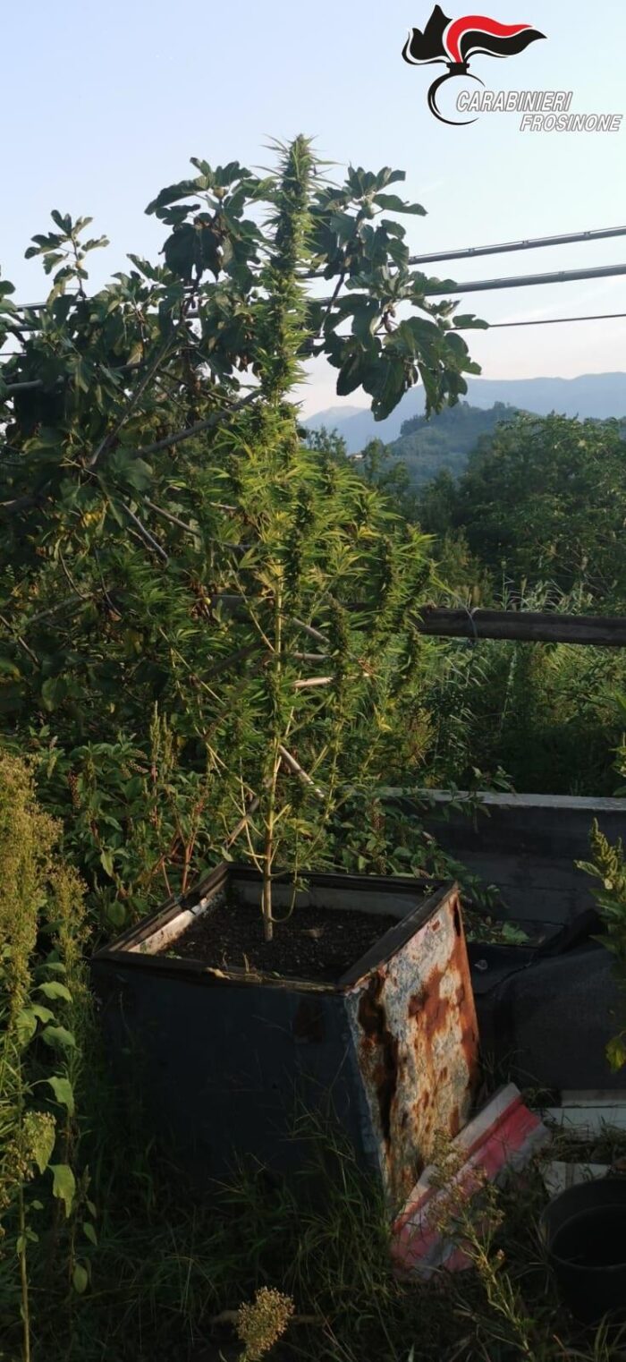 Ripi, pusher coltiva piante di canapa indiana e occulta stupefacenti e materiale per il confezionamenti nella cappa dei fumi