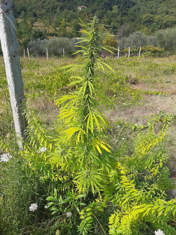 Guarcino, 77enne del luogo pizzicato a coltivare piante di canapa alte quasi tre metri: nei guai per detenzione ai fini di spaccio di sostanze stupefacenti