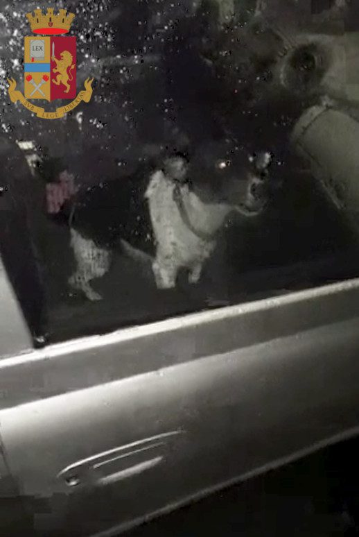 Roma, cane rimasto per diverso tempo chiuso in auto: fatto uscire grazie agli agenti di Polizia