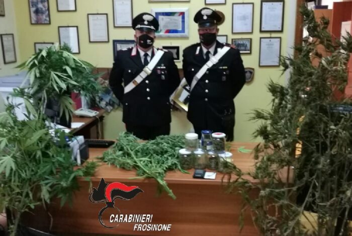 Pofi, trovato in casa con un etto di marijuana e una pianta di Cannabis Indica