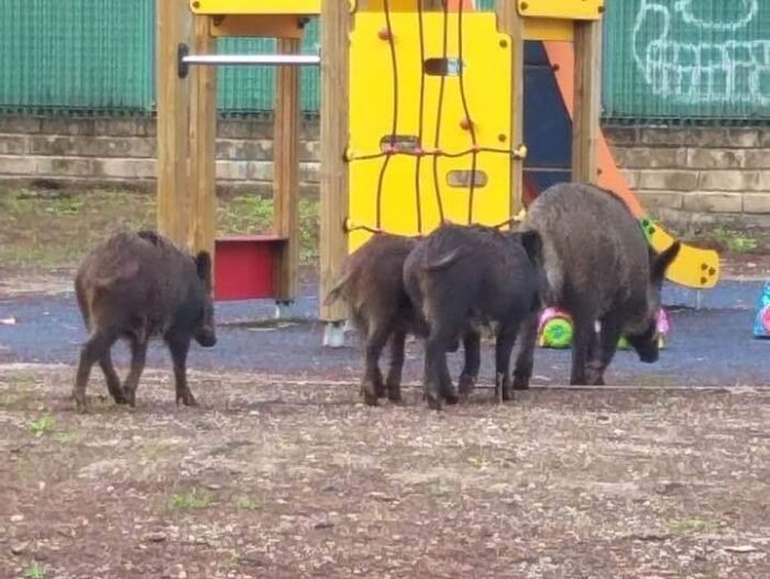 Roma, rivolta per l'uccisione dei cinghiali al giardino Moderni. WWF: "Chiediamo risposte"