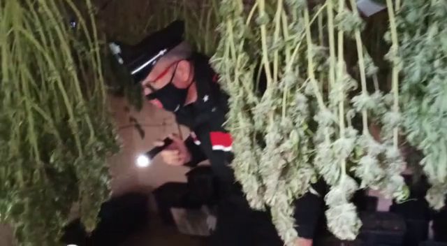 Pomezia, arrestato pusher: deteneva 7 kg di marijuana in casa